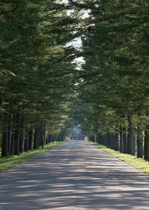 自毛植毛の金額はどのくらい?費用対効果とリスクを徹底解説!